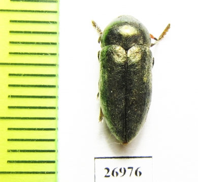 Julodella iranica  Iran, Kerman prov. - INSECTS-STORE.RU