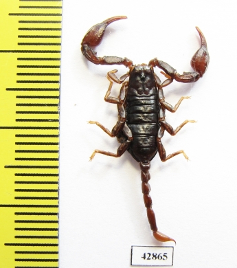 Scorpiones sp.  Italy - INSECTS-STORE.RU