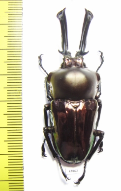 Phalacrognathus muelleri  55mm (12000p) - INSECTS-STORE.RU