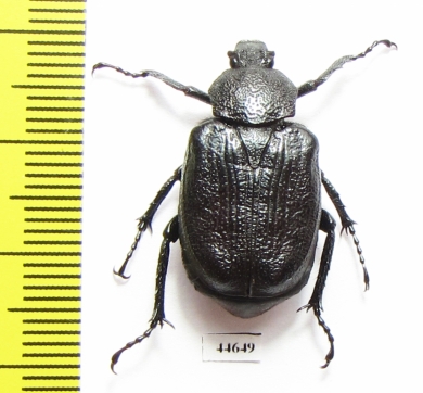 Osmoderma scabra  Canada - INSECTS-STORE.RU