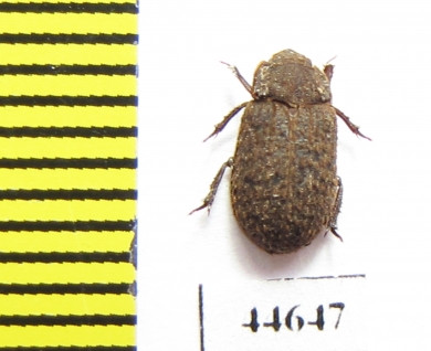 Trox aequalis  Canada - INSECTS-STORE.RU