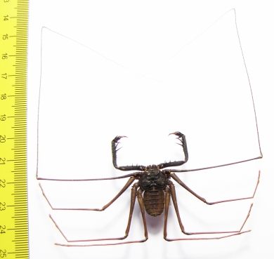 Amblypygi, Charon sp.  Indonesia, Java - INSECTS-STORE.RU