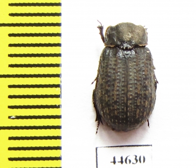 Trox unistriatus  Canada - INSECTS-STORE.RU