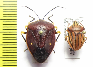 Hemiptera sp.  Peru/Tajikistan - INSECTS-STORE.RU