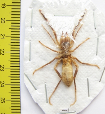 Arachnida, Solifugidae sp.  Kazakhstan - INSECTS-STORE.RU