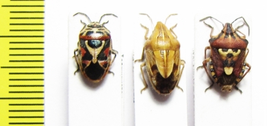 Hemiptera sp.  Tajikistan - INSECTS-STORE.RU