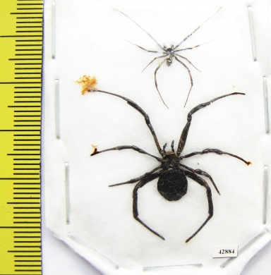 Arachnida, Latrodectus lredecimguttatus, pair  Kazakhstan - INSECTS-STORE.RU