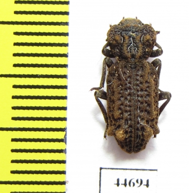 Phellopsis obcordata  Canada - INSECTS-STORE.RU