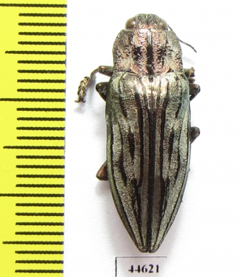 Chalcophora fortis  Canada - INSECTS-STORE.RU