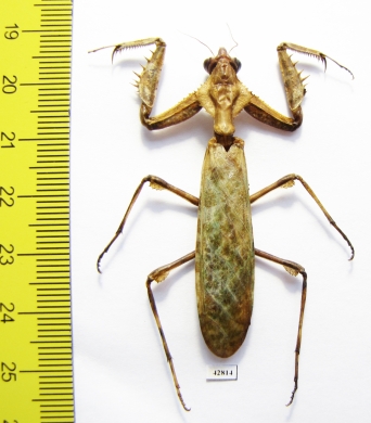 Mantodea sp.  Sudan - INSECTS-STORE.RU