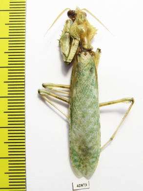 Mantodea sp.  Sudan - INSECTS-STORE.RU