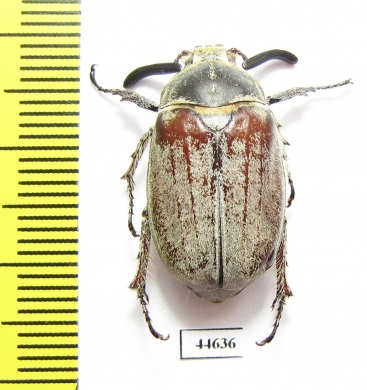 Melolontha hidalgoi  Spain - INSECTS-STORE.RU