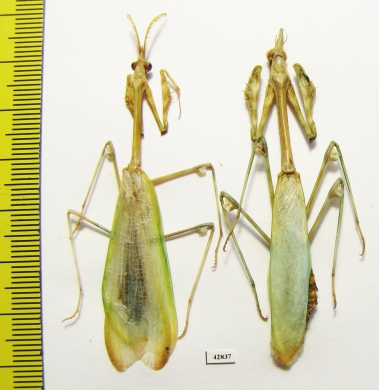 Mantodea sp.  Kazakhstan - INSECTS-STORE.RU
