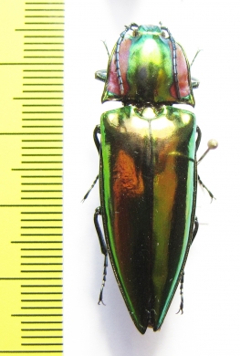 Campsosternus sp.  Vietnam - INSECTS-STORE.RU