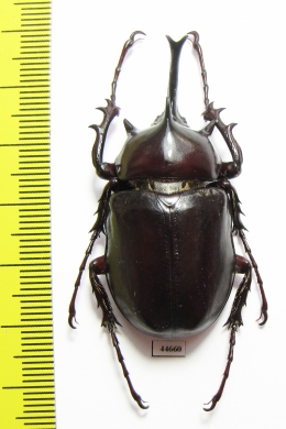 Megasoma pachecoi  Mexico 46mm - INSECTS-STORE.RU