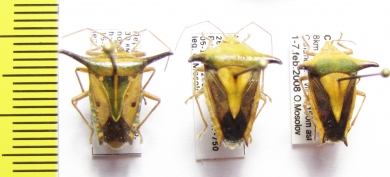 Hemiptera sp.  Peru - INSECTS-STORE.RU