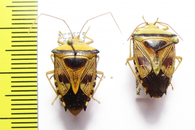 Hemiptera sp.  Peru - INSECTS-STORE.RU