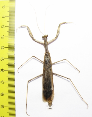 Rivetina baetica  Italy - INSECTS-STORE.RU