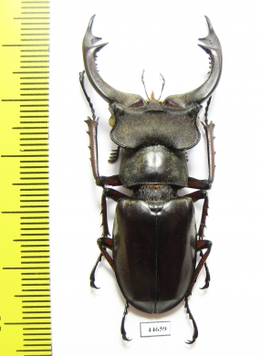 Lucanus prossi  Myanmar 54mm - INSECTS-STORE.RU