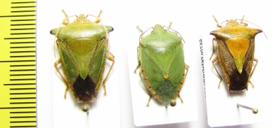 Hemiptera sp.  Venezuela - INSECTS-STORE.RU