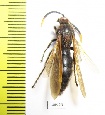 Scoliidae sp.  Madagascar - INSECTS-STORE.RU