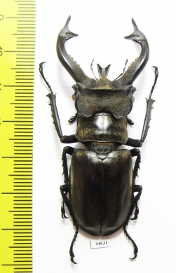 Lucanus tibetanus isakii  Myanmar 63mm - INSECTS-STORE.RU