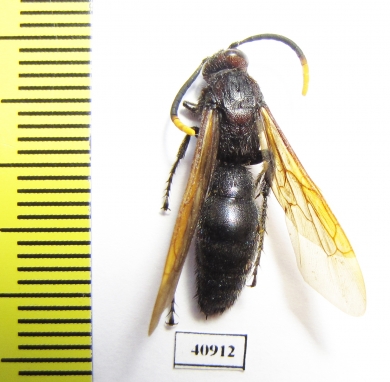 Scoliidae sp.  Madagascar - INSECTS-STORE.RU