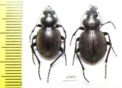 Callisthenes karelini vladimiri, pair  E.Kazakhstan - INSECTS-STORE.RU