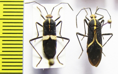 Hemiptera sp.  Peru - INSECTS-STORE.RU