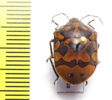 Hemiptera sp.  Peru - INSECTS-STORE.RU