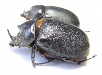 Heterogomphus mniszechi, male  Panama - INSECTS-STORE.RU