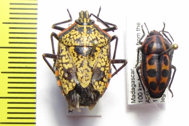 Hemiptera sp.  Cameroon/Madagascar - INSECTS-STORE.RU