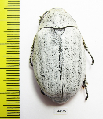 Lepidiota stigma  Indonesia, Sumatra - INSECTS-STORE.RU