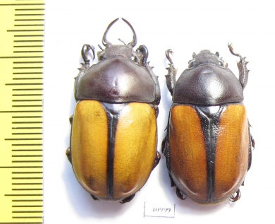 Fruhstorferia anthracina, pair  Malaysia - INSECTS-STORE.RU