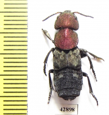 Staphylinidae sp.  Zambia - INSECTS-STORE.RU