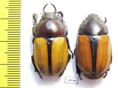 Fruhstorferia anthracina, pair  Malaysia - INSECTS-STORE.RU