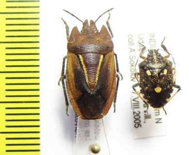 Hemiptera sp.  India - INSECTS-STORE.RU