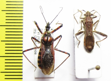 Hemiptera sp.  Tajikistan - INSECTS-STORE.RU