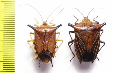 Hemiptera sp.  Peru - INSECTS-STORE.RU