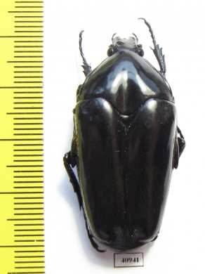 Clerota boddhisatva  Thailand - INSECTS-STORE.RU