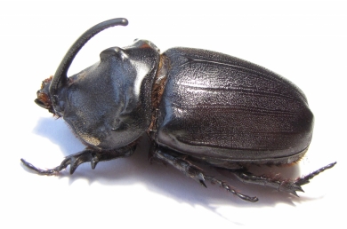 Oryctes gigas, male  Madagascar  69mm - INSECTS-STORE.RU