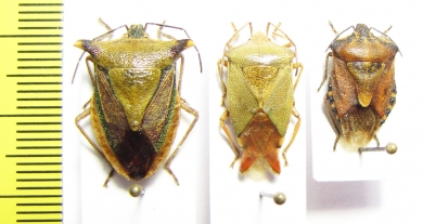 Hemiptera sp.  Russia, Far East - INSECTS-STORE.RU