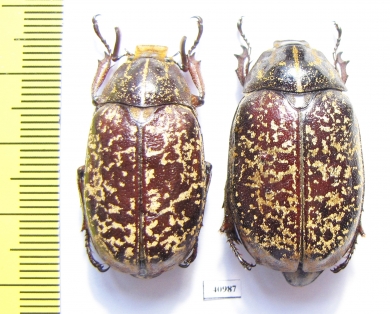 Polyphylla tonkinensis, pair  Thailand - INSECTS-STORE.RU