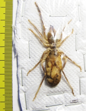 Arachnida, Solifugidae sp.  Kazakhstan - INSECTS-STORE.RU
