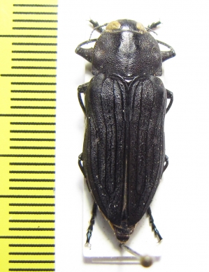 Merimna atrata  Australia - INSECTS-STORE.RU