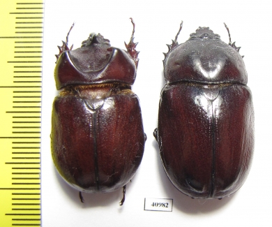 Blabephorus pinguis, pair  Malaysia - INSECTS-STORE.RU