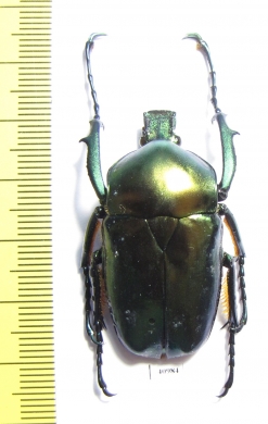 Jumnos ruckeri pfanneri  Malaysia 45mm - INSECTS-STORE.RU