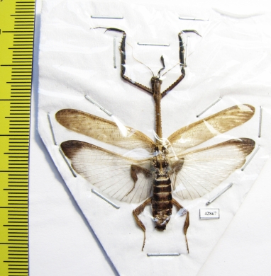 Phyllothelys sp.?  Indonesia, Java - INSECTS-STORE.RU