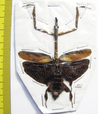 Phyllothelys sp.?  Indonesia, Java - INSECTS-STORE.RU