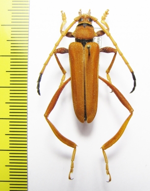 Schmidtiana ochracea  Malaysia, Borneo - INSECTS-STORE.RU
